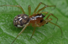 Pachygnatha listeri