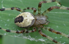 Araneus marmoreus