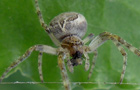 Larinioides sclopetarius