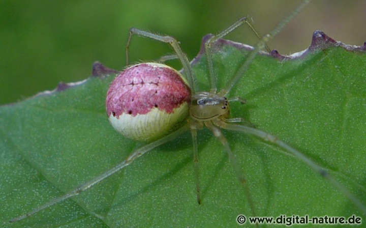 Adulte Exemplare der Rotgestreiften Kugelspinne