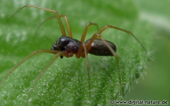 Linyphia hortensis baut waagerechte Baldachinnetze