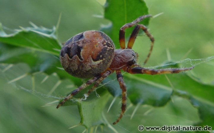 Larinioides patagiatus bevorzugt trockene Lebensräume