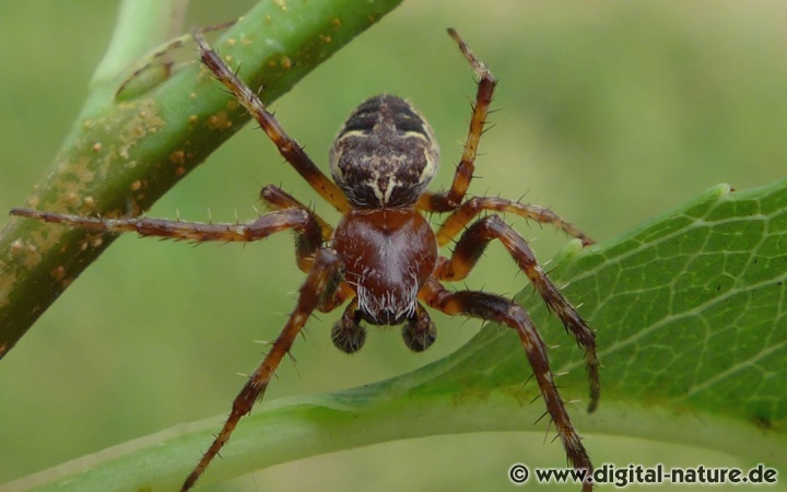Larinioides patagiatus ist in Niedersachsen verbreitet