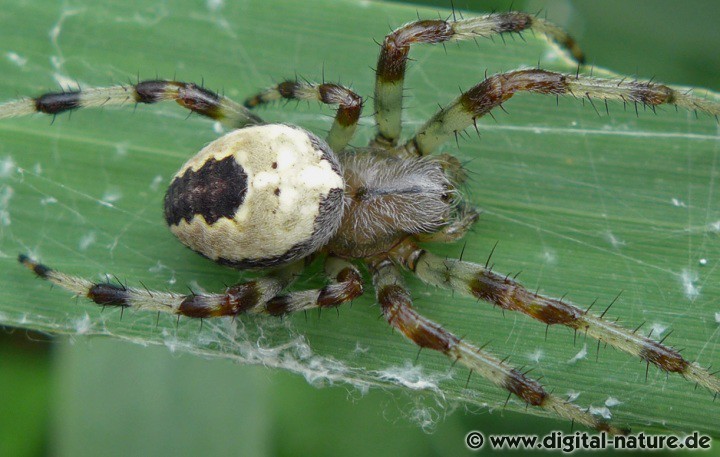 Araneus marmoreus findet man auf Feuchtwiesen oder in Auwäldern