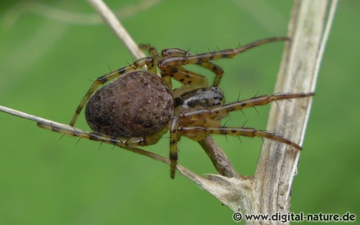 Metellina merianae lebt in Wäldern oder im Siedlungsbereich