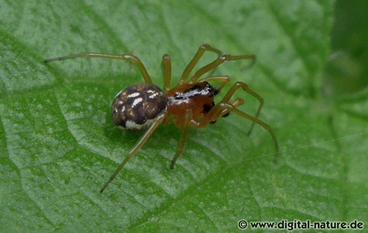 Pachygnatha listeri lebt ganzjährig in feuchten Wäldern