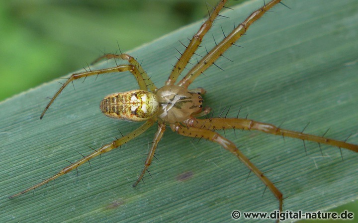 Die Herbstspinne lebt auf Brachflächen oder im Wiesen-Biotop