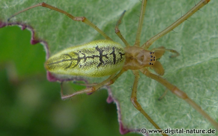 Tetragnatha extensa findet man in der Ufervegetation