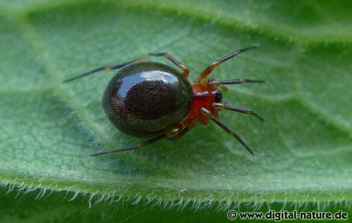 Die 2,5mm große Baldachinspinne Trematocephalus cristatus