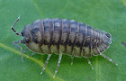 Armadillidium nasatum