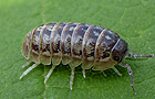 Armadillidium opacum