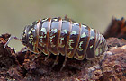 Armadillidium pulchellum