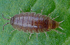 Trichoniscus cf. pusillus