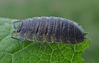 Porcellio scaber