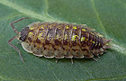 Porcellio spinicornis