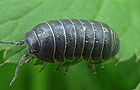 Armadillidium vulgare