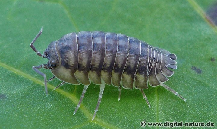 Nasenkugelassel Armadillidium nasatum