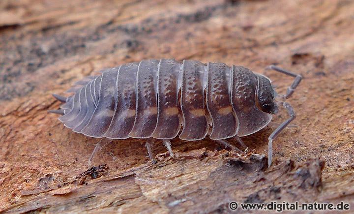 Trachelipus ratzeburgii Merkmale