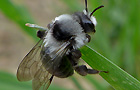 Graue Sandbiene