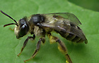 Andrena denticulata