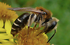 Andrena dorsata