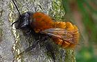 Rotpelzige Sandbiene