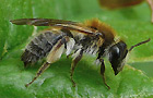 Andrena helvola