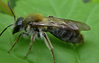 Andrena nitida