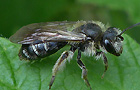 Andrena proxima