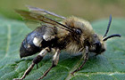 Melecta albifrons