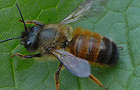 Rostrote Mauerbiene
