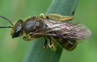 Lasioglossum calceatum