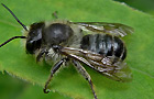 Megachile centuncularis