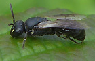 Hylaeus communis