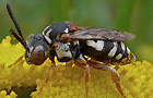 Filzbiene