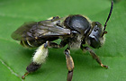 Macropis europaea