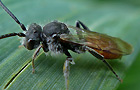 Nomada fabriciana