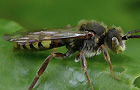 Nomada flava