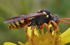 Nomada fucata