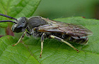 Lasioglossum