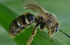 Lasioglossum laticeps