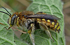 Anthidium manicatum