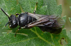 Hylaeus nigritus