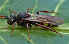 Wespenbiene Nomada