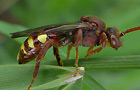 Nomada panzeri