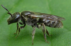 Lasioglossum punctatissimum