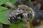 Punktierte Wollbiene