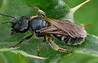 Lasioglossum quadrinotatum