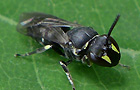 Hylaeus signatus