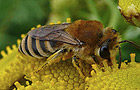 Colletes similis